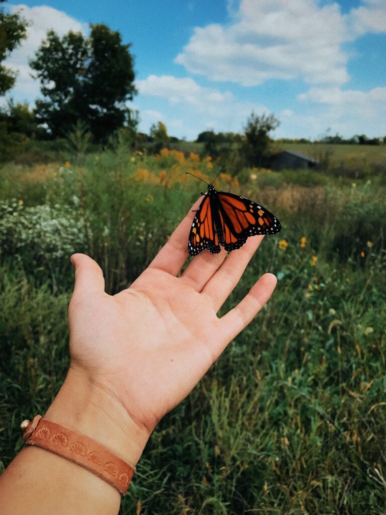 hand holding monarch butterfly in field
